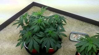 Tga's Locomotion: SpectrumKing grow: week 3 flower