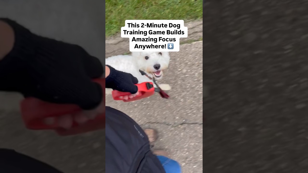 Focus Isn’t Obedience — It’s a Trained Emotional Skill 