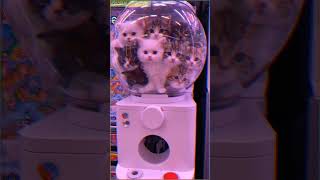 AI cats be wildin 💀🐱#cats #funny #catcompilations