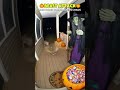 🎃 BEAST ATTACK! 9 Animals vs Halloween Witch - REACTIONS TO HALLOWEEN CHAOS 2025 🐆⚔️