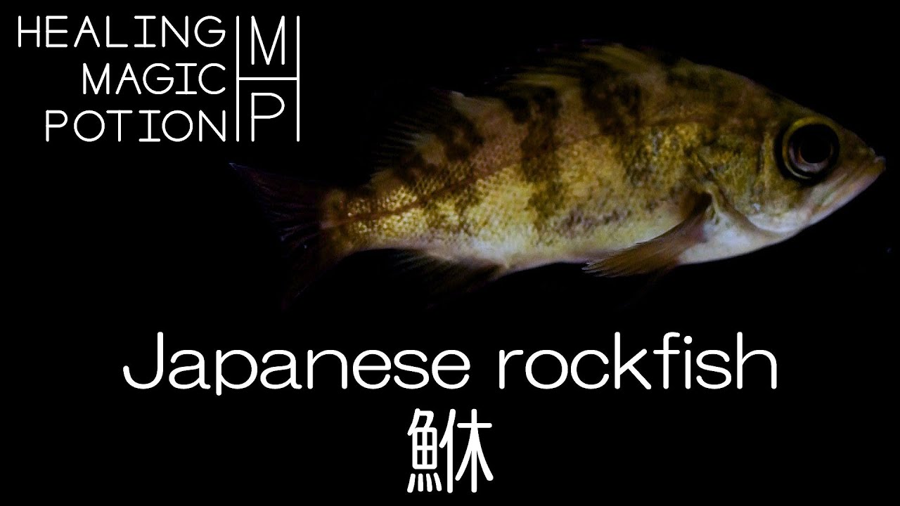 [Healing aquarium] Japanese rockfish YouTube