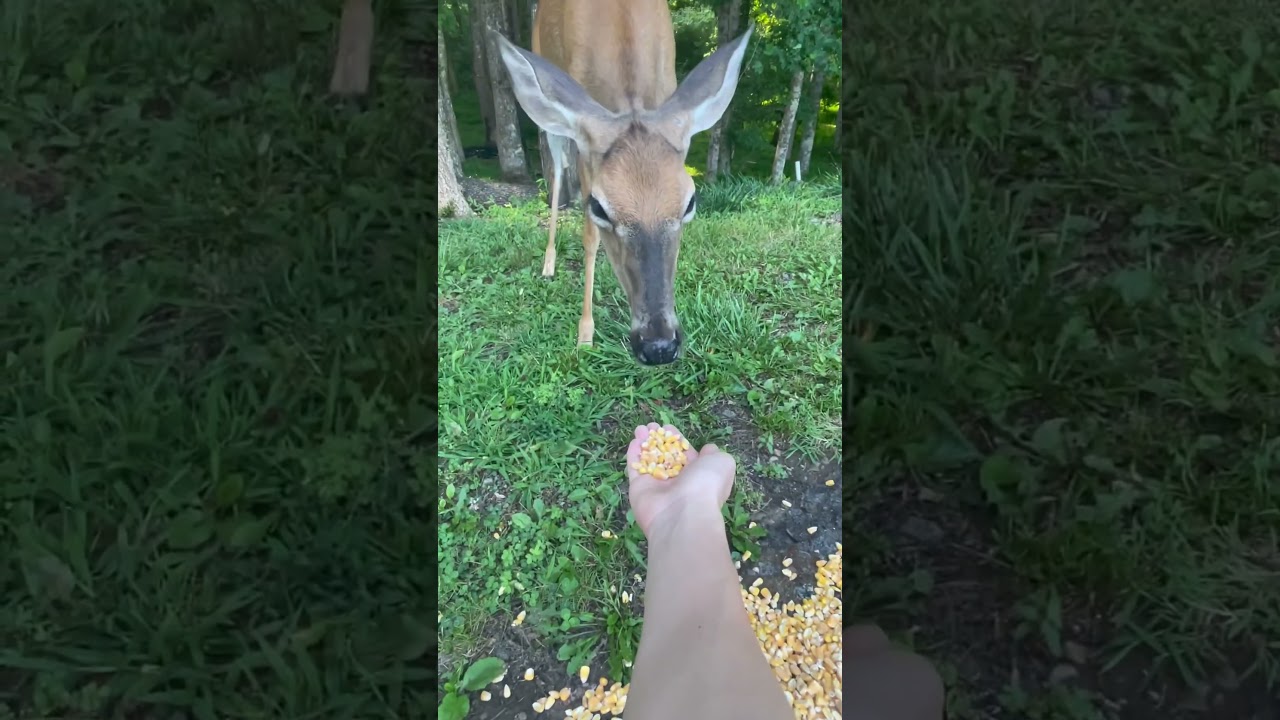 Feeding The Whitetail 
