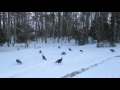 Wild turkeys going up in the trees to roost