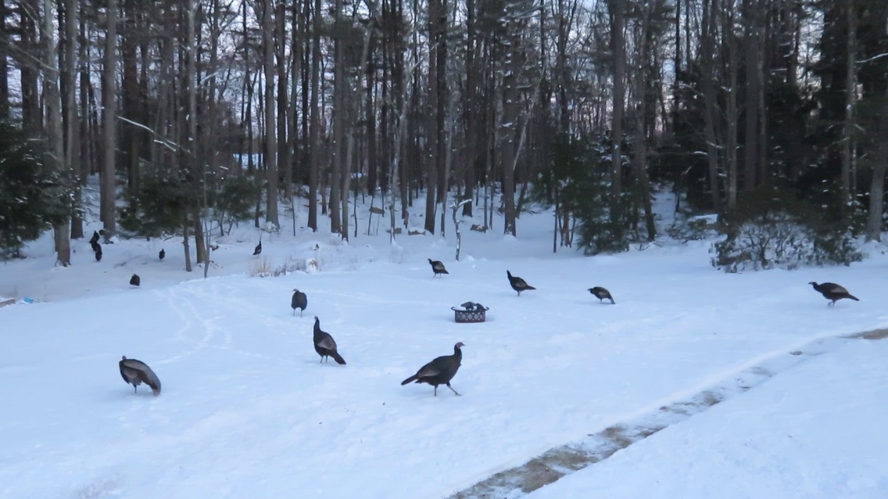 Wild Turkeys Going Up In The Trees To Roost