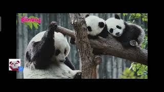 Foodpanda Pakistan Latest TVC Ad | Subliminal Message Ad screenshot 3