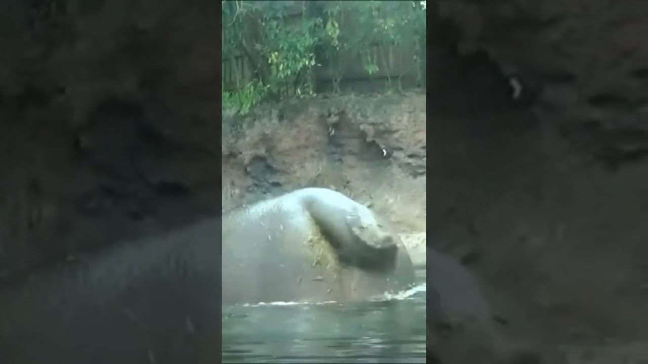 Hippo Farts 😁😁😁 