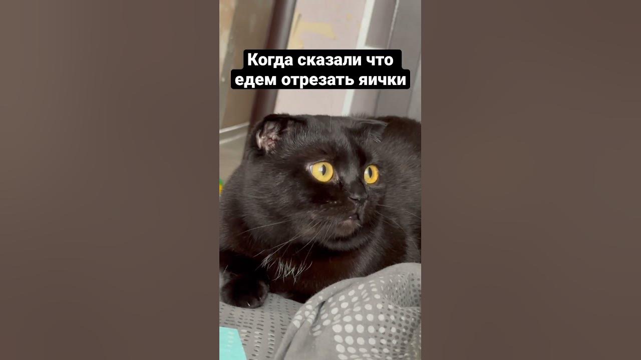 Минус яички… #short #shorts #кот #животные #домашниеживотные - YouTube