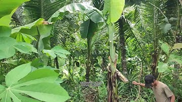 Young Farmer Harvesting Bananas with Traditional Machete | Sustainable Farming in Action