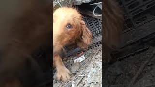 Family's Beloved Golden Retriever Buried by Landslide Pulled Out After 3 Gut-wrenching Days #shorts