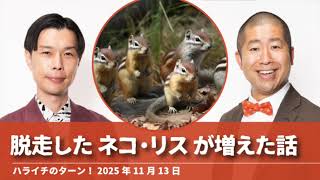 脱走したネコ・リスが増えた話【ハライチのターン!】2025年11月13日