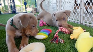 Introducing our puppies to their new play area