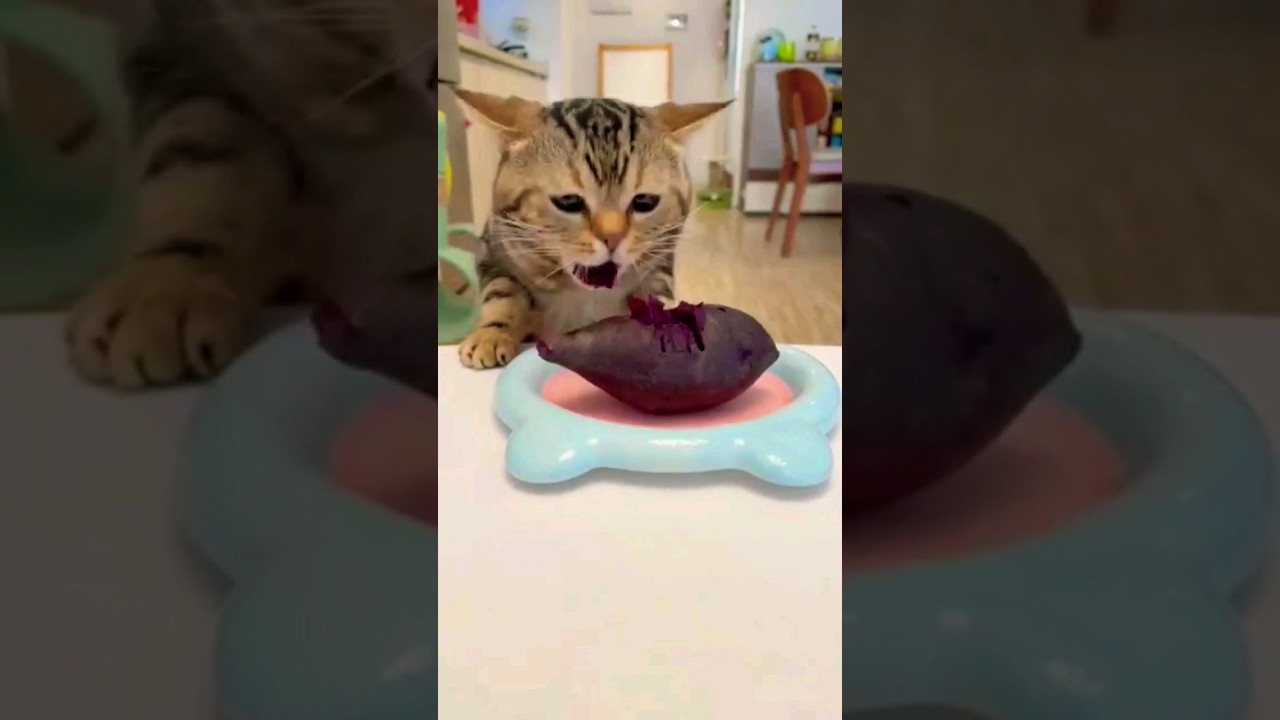 the cat eats vegetables 😯🐈.  