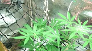 Weed/Cannabis grow(Indoor):week 3 (FLOWER)