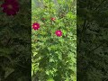 Ni una sola flor no es JUSTO 🙁🤣 #plantas #jardineríaencasa #suscribe