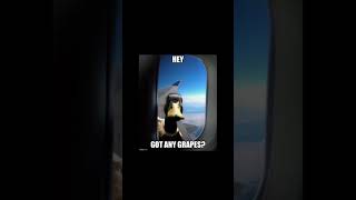 Duck Memes