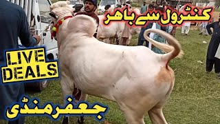 Jaffar Mandi Today Update || Fateh jangi bulls || Bhatta chowk update || Zia masjid mandi update