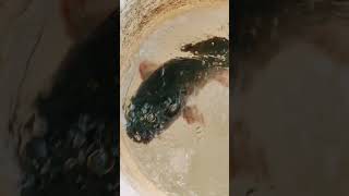 dangerous catfish 😱 #fishing #fish #shorts #shortvideo #catchfish