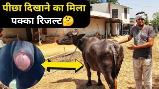 पीछा दिखाने का मिला पक्का रिजल्ट विक्की पंसारी से|Cattle Prolapse Treatment solution7015994967