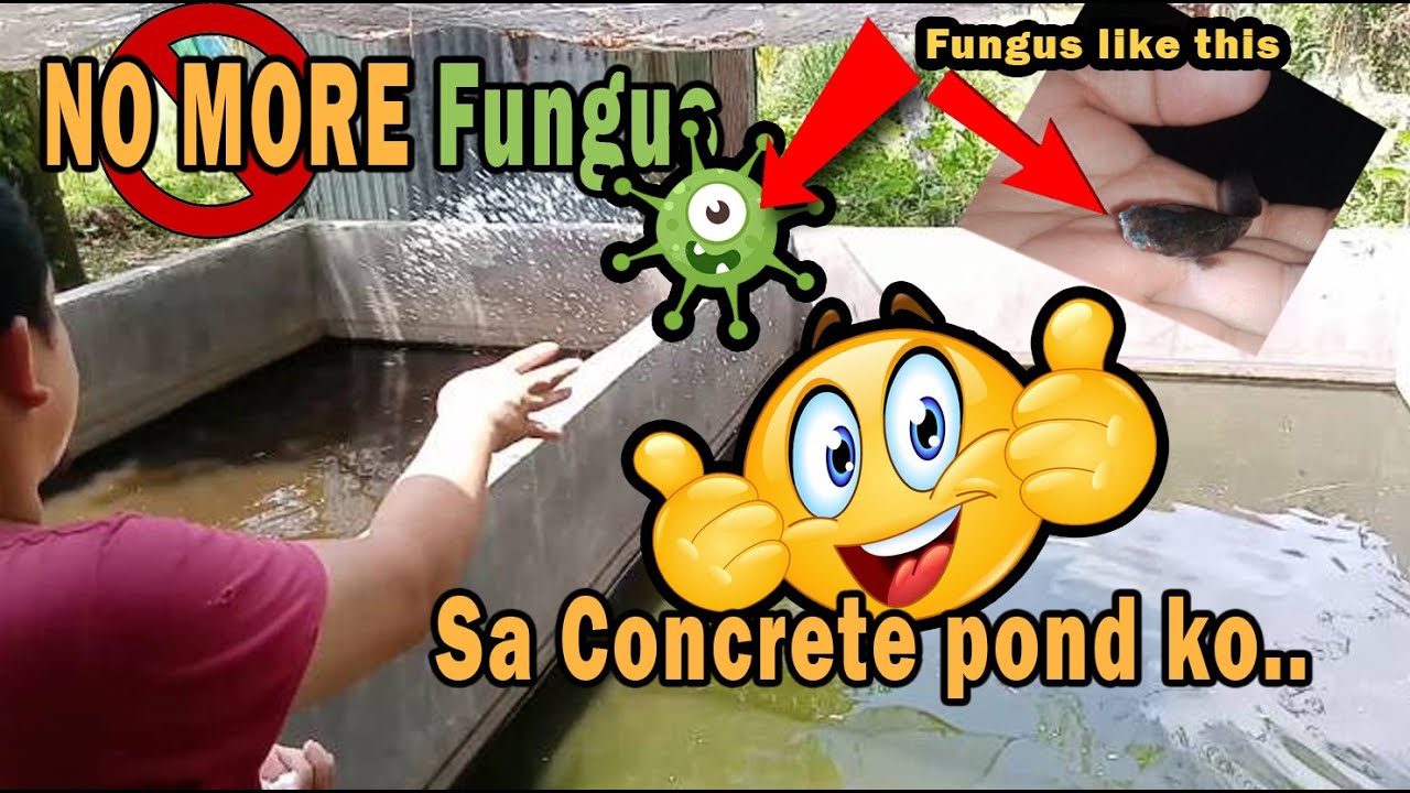 Paano gamotin at Paano maiwasan ang fungus sa concrete pond | Mag-alaga ng hito sa concrete pond