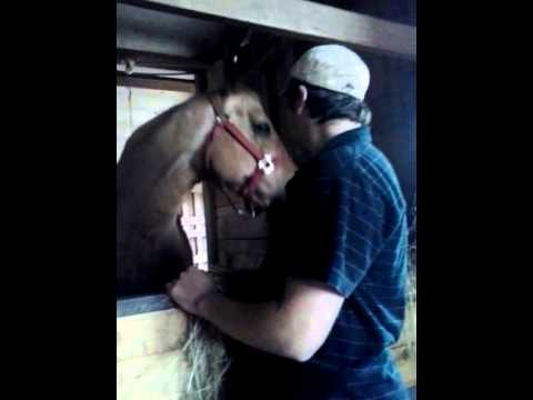 Talking horse