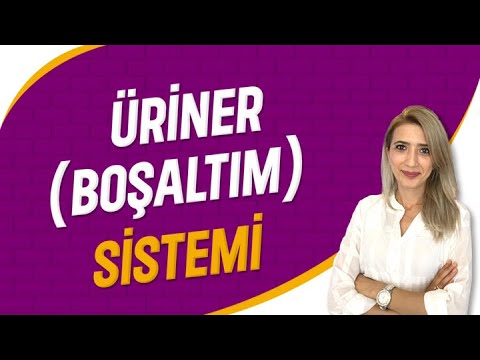 Üriner (Boşaltım) Sistemi | Seda Hoca Biyoloji ( 16. Ders ) #sedahocabiyoloji #ayt2023