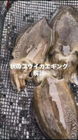コウイカエギング解説