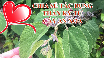 ❣️Chia Sẻ Tận Tâm❣️ Tác Dụng Của Cây An Xoa (Cây Tổ Kén) Chữa Bệnh Gan Thần Kỳ - 0976 836 586