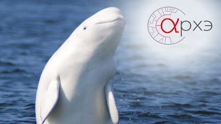 Дискуссия "Необходимость и этичность содержания морских млекопитающих в неволе." Дискуссия "Необходимость и этичность содержания морских млекопитающих в неволе."