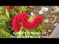 추억소환 기묘하게 닮은 추억의 꽃 맨드라미 The Flower Of Memories That Resembles Mandrami 추억소환 기묘하게 닮은 추억의 꽃 맨드라미 The Flower Of Memories That Resembles Mandrami