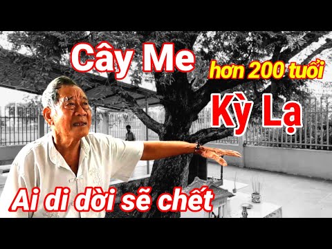 Video Trả giá bằng tính mạng Nếu dời Ngôi Miếu và Cây Me có... - youtube