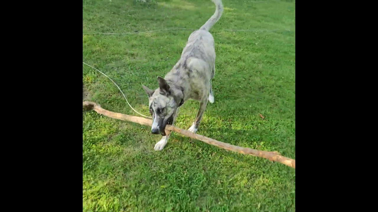 Merlin got a big stick