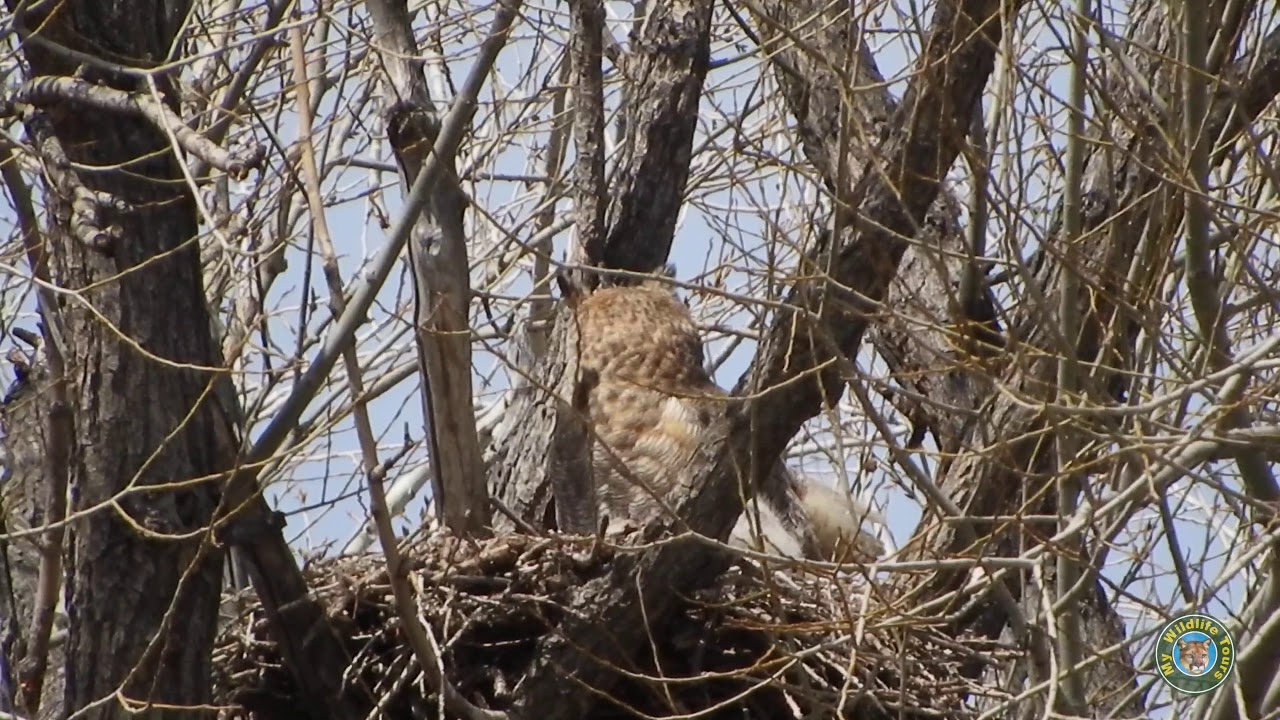 video phone beyonce mp3 Colorado Great Horned Owl 4/10/2018 We have Owlets!!