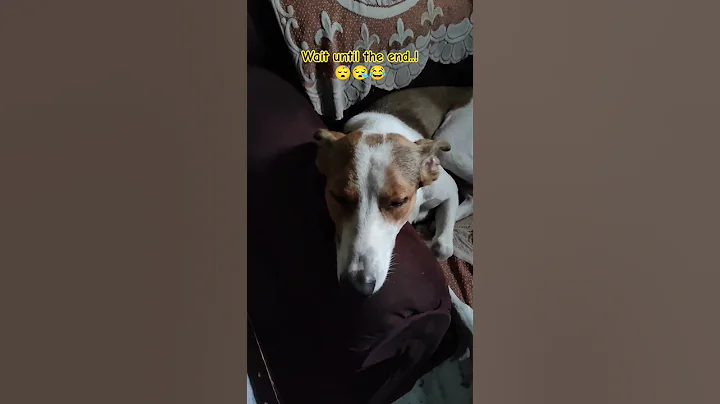 Does your dog sleep like this.?#shorts#dog#labrador#sleeping #funny#pets#dogs#dogshorts#doglover#pet