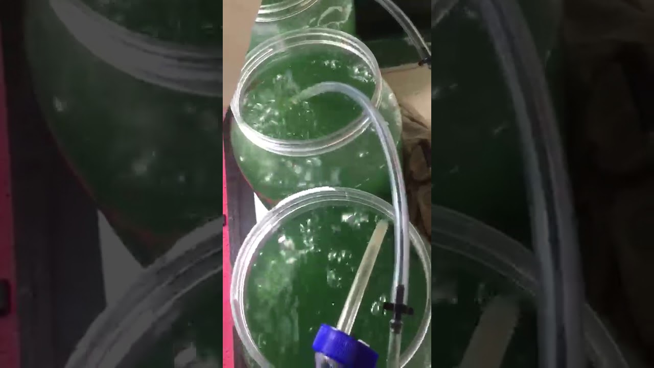 PROCESS GROW SPIRULINA.SP PART2 YouTube