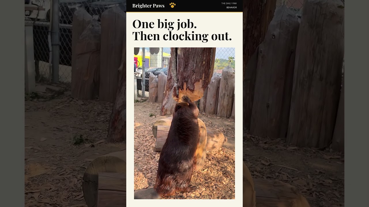 This Beaver Takes Finishing a Job Seriously
