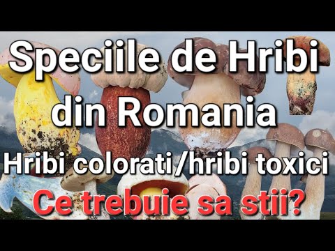 Video: Cum să identifici boletus falși?