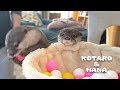 カワウソコタローとハナ 猫になってキャットタワーを満喫 Otter Kotaro&Hana Playing on Cat Tree