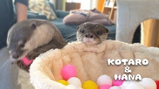 カワウソコタローとハナ　猫になってキャットタワーを満喫　Otter Kotaro&Hana Playing on Cat Tree