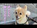 ポメくんの秘密基地を掃除しました!