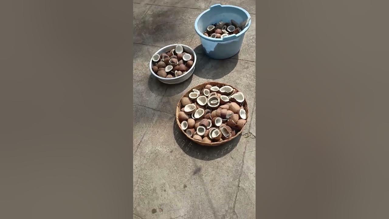 extraction-of-virgin-coconut-oil-from-sun-dried-copra-19-05-2023-part-1