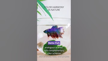 Betta Fish Color Harmony: Split-Complementary 🐟 #ColorHarmony #NatureArt #Inspiration