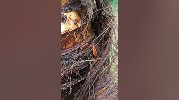 Red palm weevil #Doctors_Mind