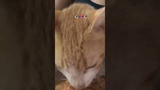 Sonido De Que Estaba Sabroso