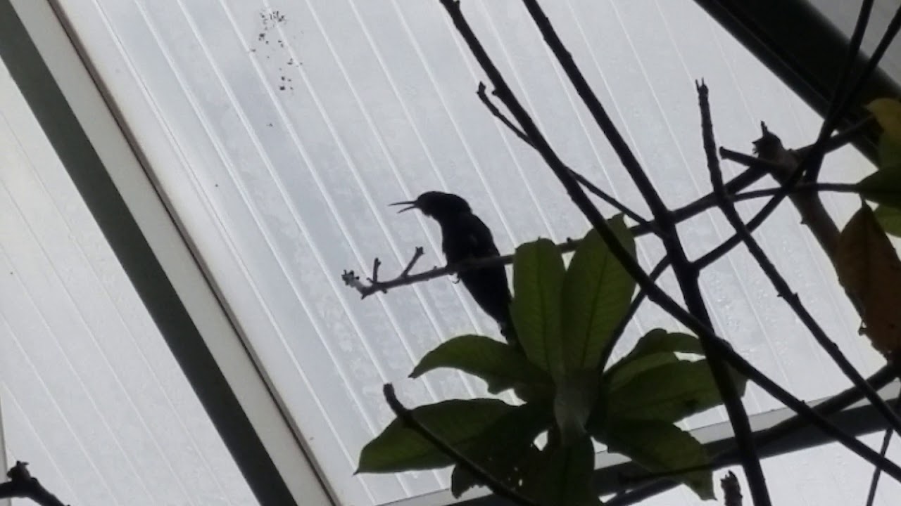 Green Woodhoopoe singing