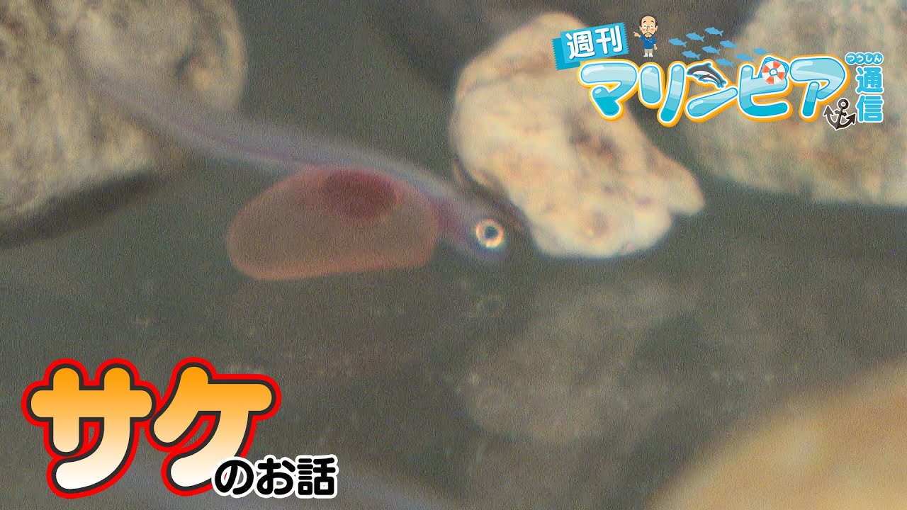 週刊マリンピア通信　＃199 サケ