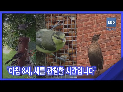 2021. 08. 19. [뉴스G] &amp;#39;아침 8시, 새를 관찰할 시간입니다&amp;#39;