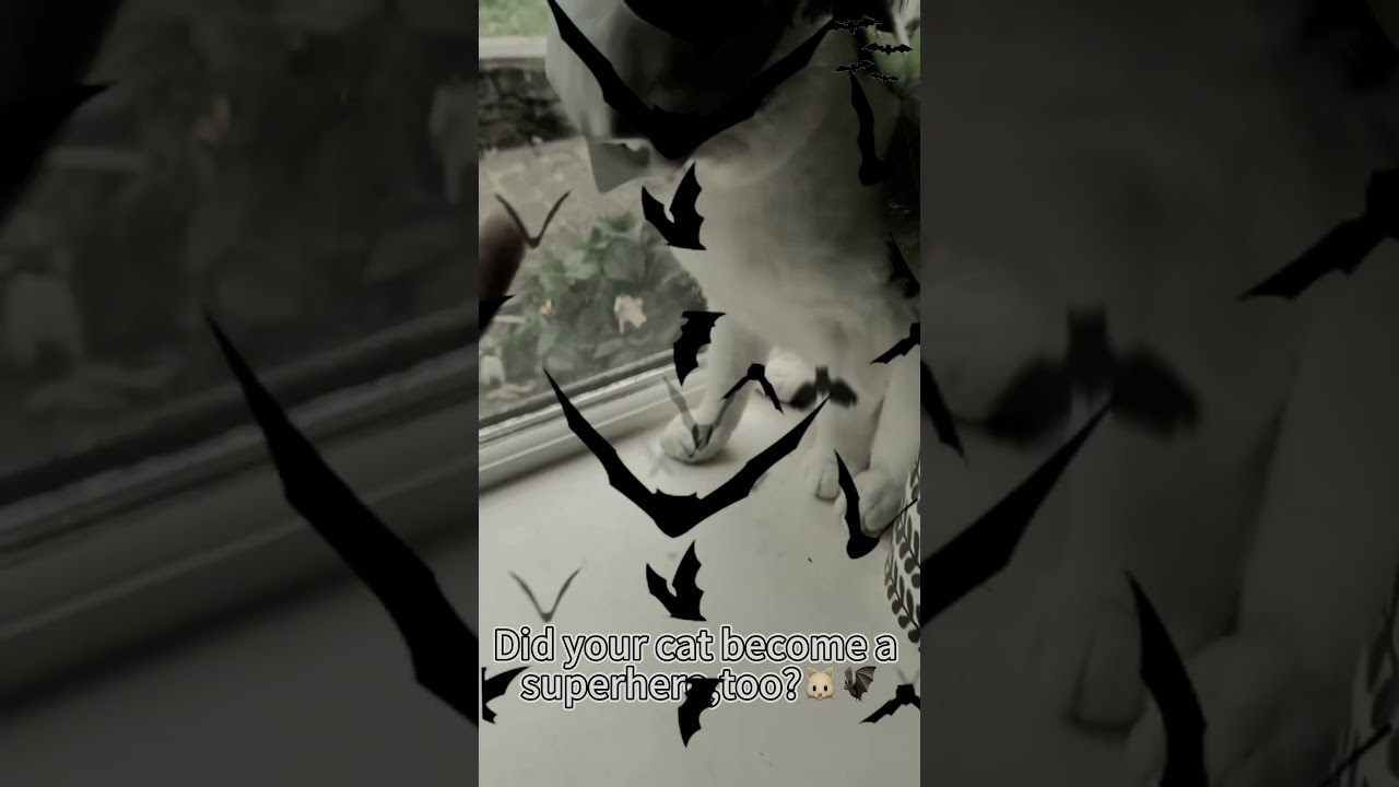 Is it cosplay or purrplay? 😹🦇 