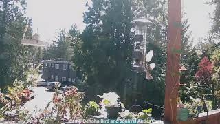 Bird Cam Highlights Feather Explosion