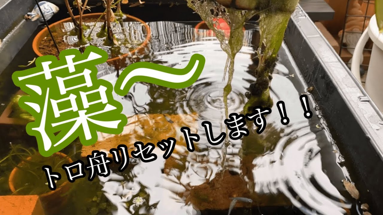 越冬準備】アオミドロだらけのトロ舟を全換水します - YouTube 越冬準備】アオミドロだらけのトロ舟を全換水します - YouTube