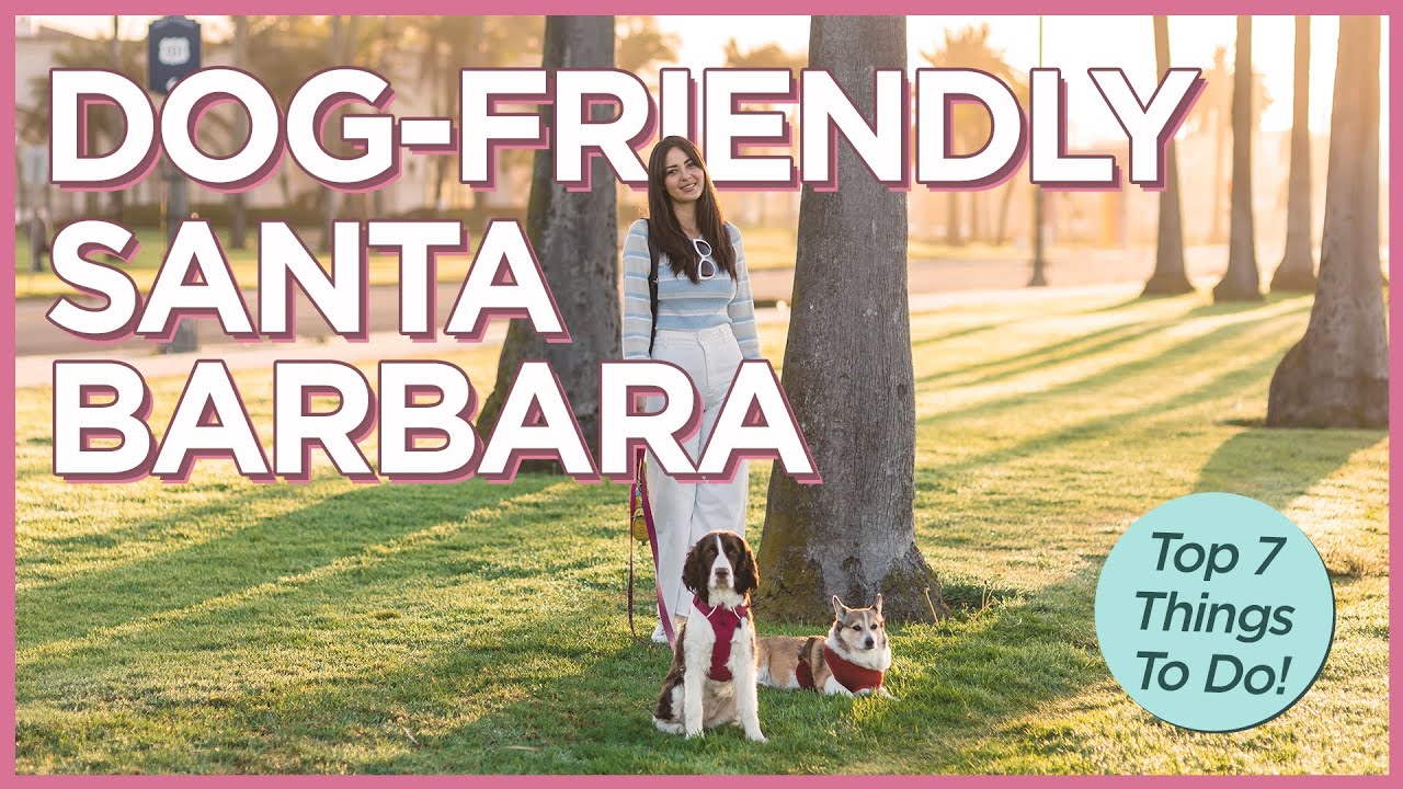 Best Dog Friendly Things To Do In Santa Barbara Best Dog Friendly Things To Do In Santa Barbara
